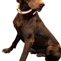 Outdoor Outfitters Dog Collar Hi Viz Orange With Reflector Strip 600mm
